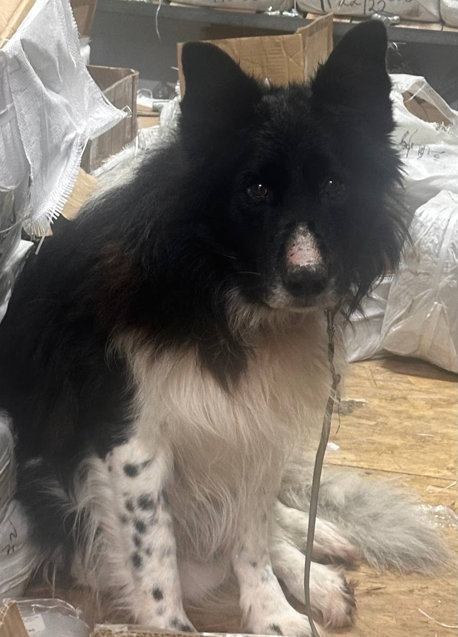 Найдена собака в Долгопрудном — фото объявления