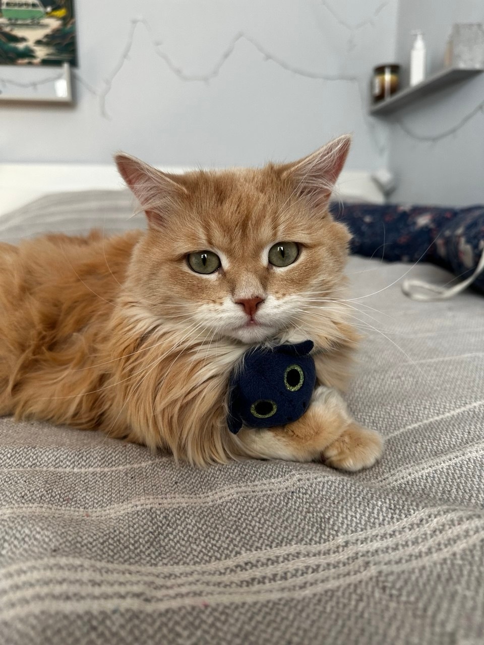 Пропала кошка в Долгопрудном — фото объявления