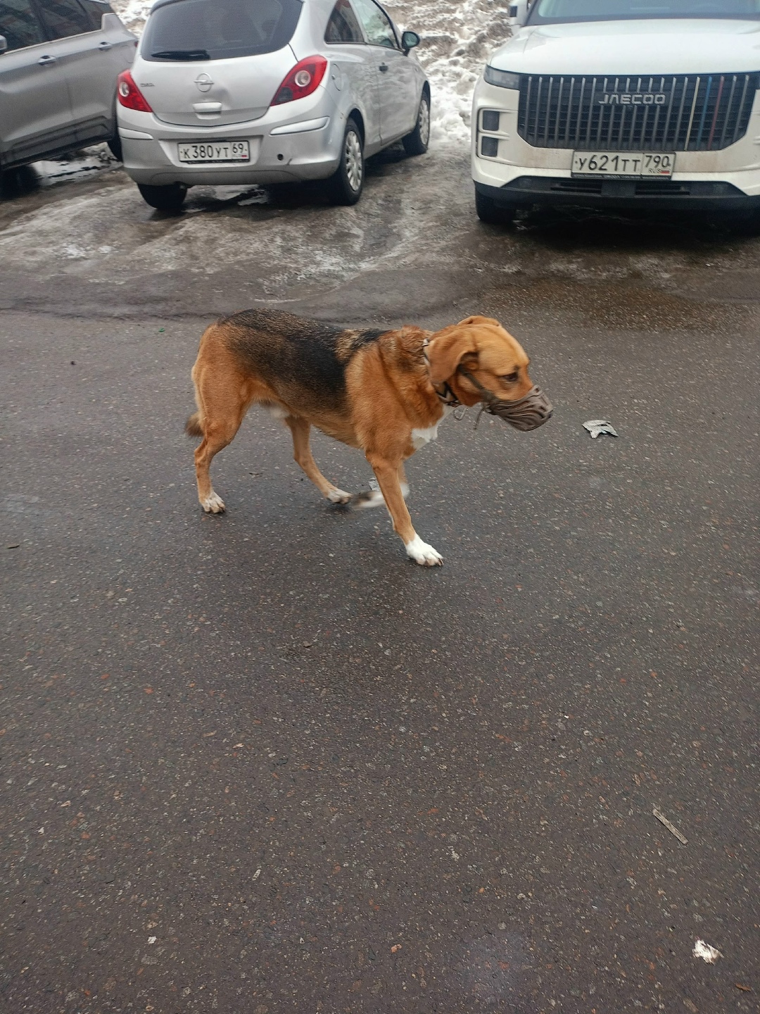 Пропала собака в Долгопрудном — фото объявления