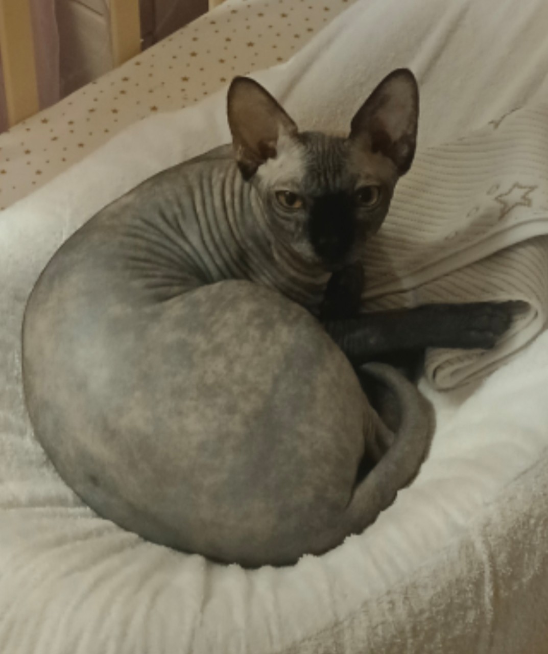 Пропала кошка в Долгопрудном — фото объявления