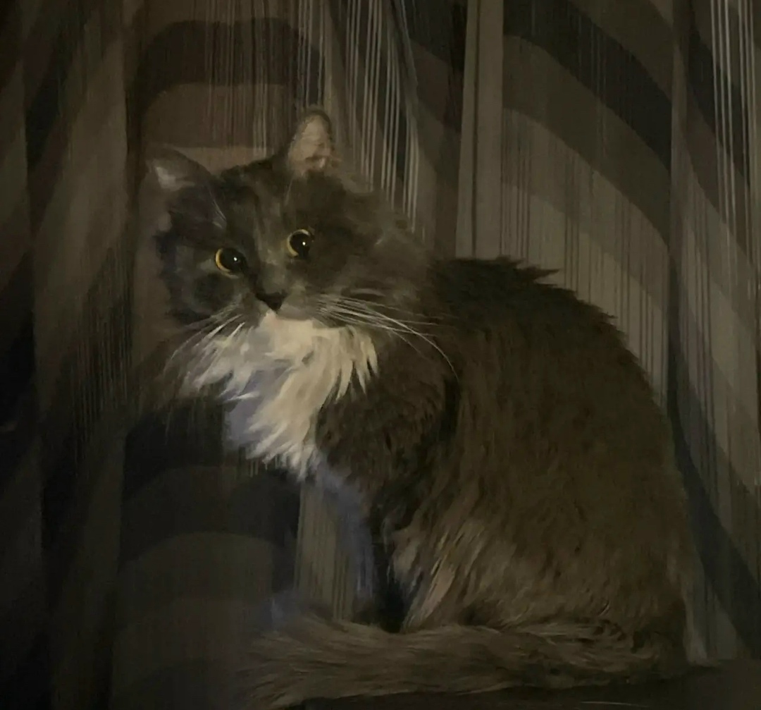 Пропала кошка в Долгопрудном — фото объявления