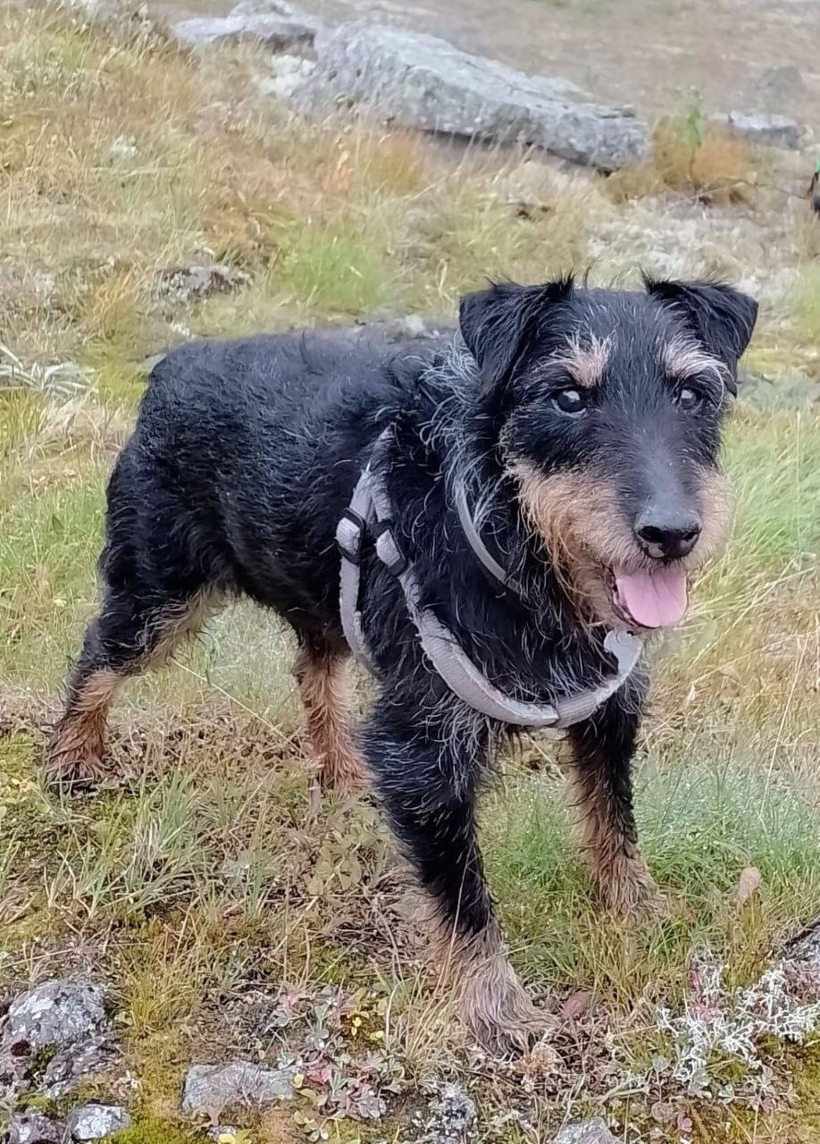 Найдена собака в Долгопрудном — фото объявления