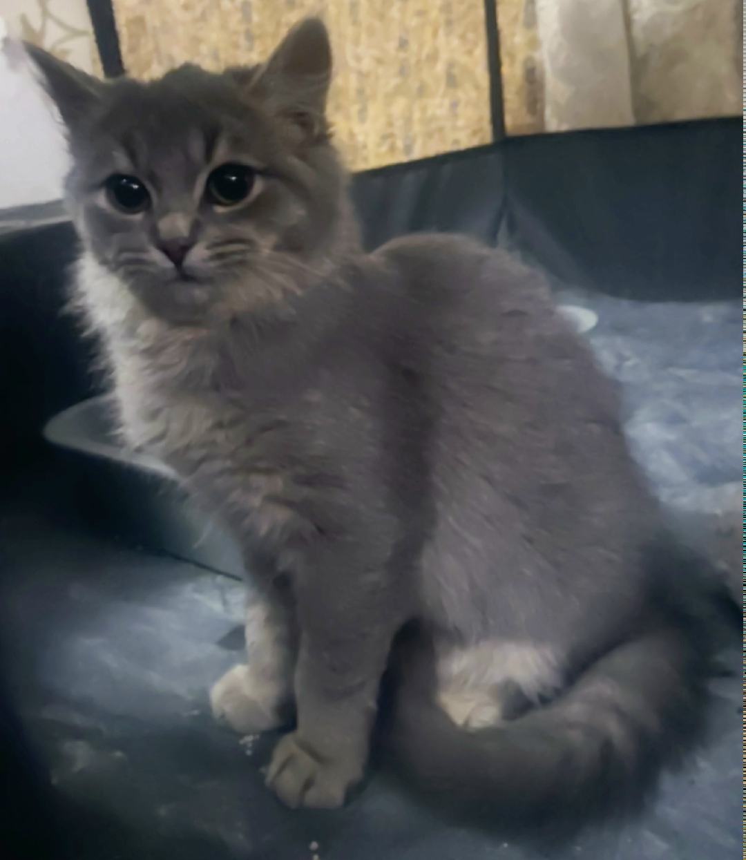 Найдена кошка в Долгопрудном — фото объявления