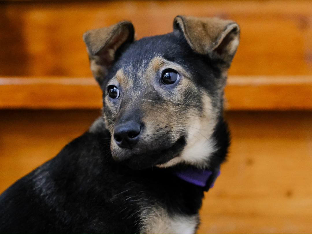 Найдена собака в Долгопрудном — фото объявления