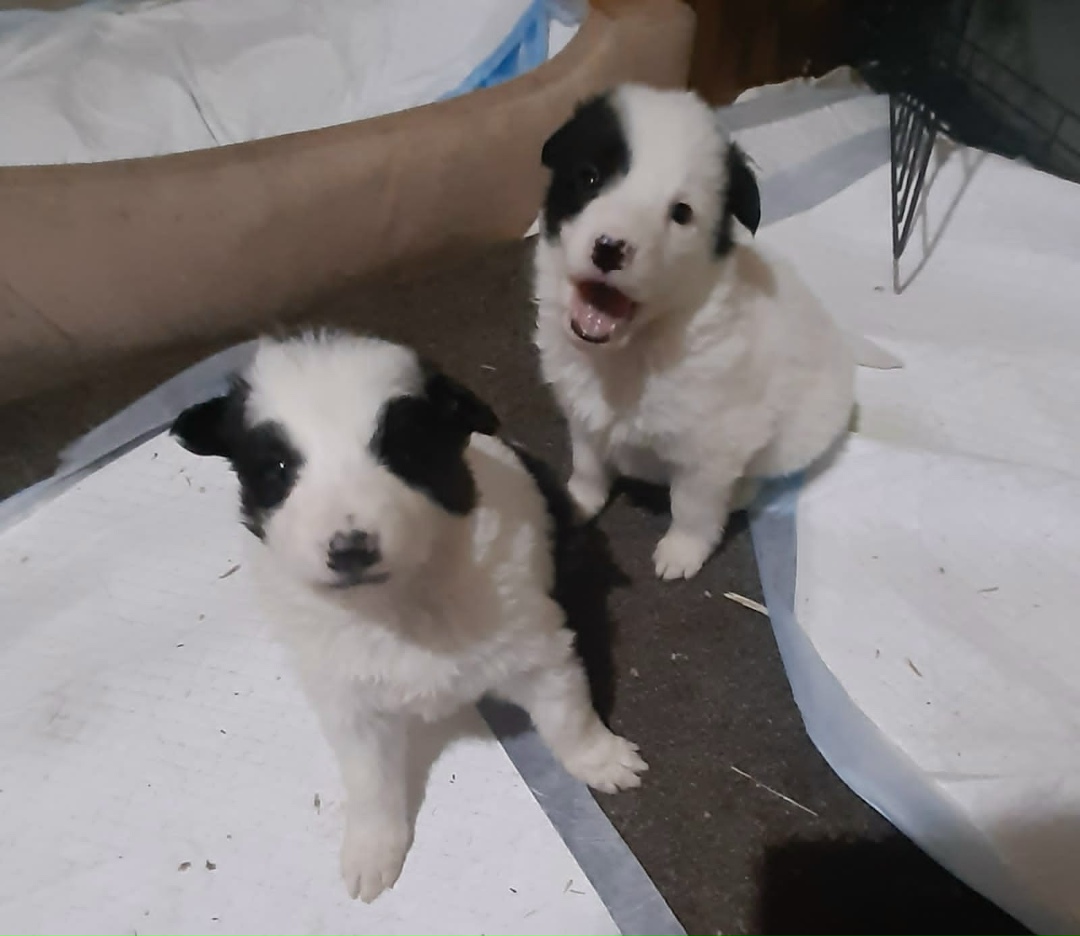 Найдена собака в Долгопрудном — фото объявления