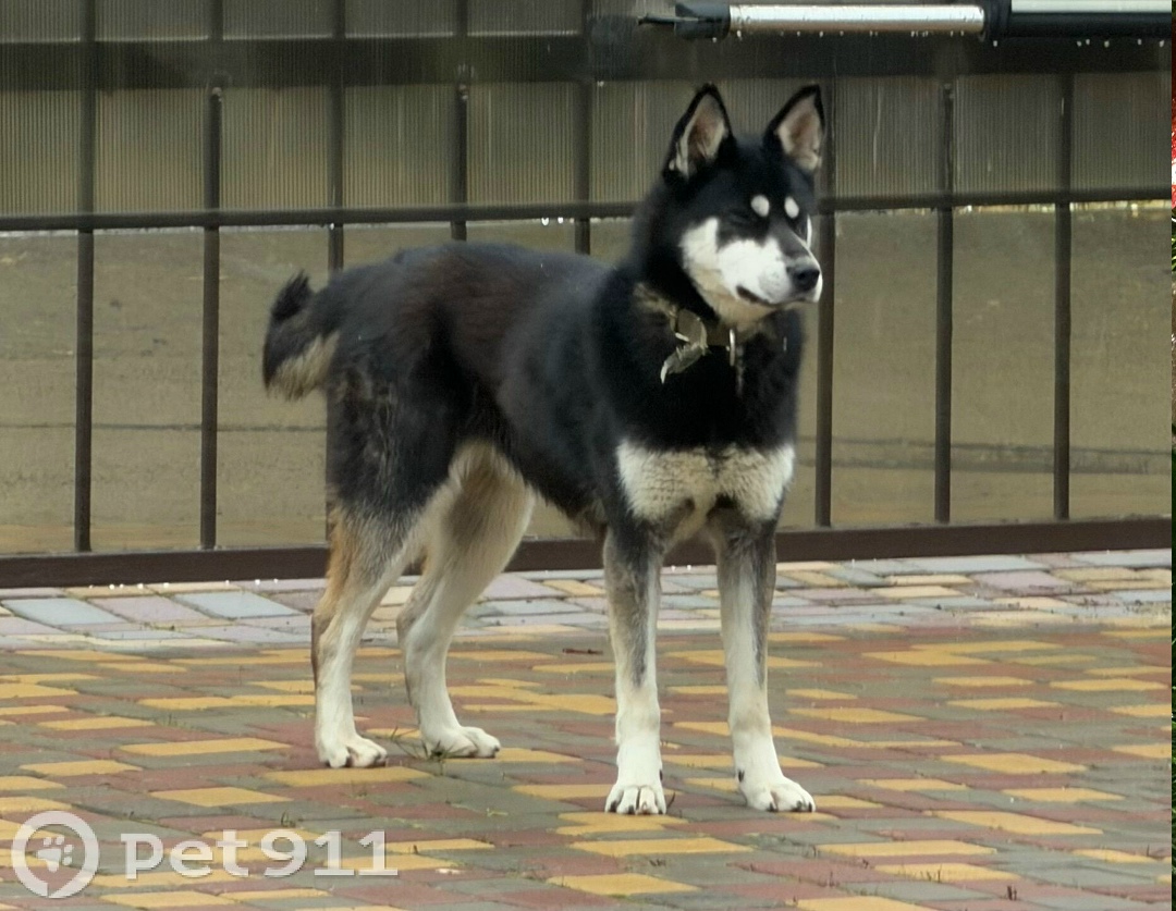 Найдена собака в Реутове — фото объявления