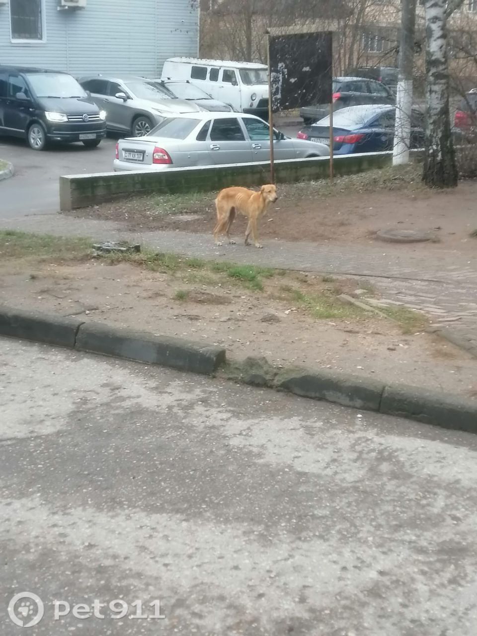 Пропала собака в Реутове — фото объявления