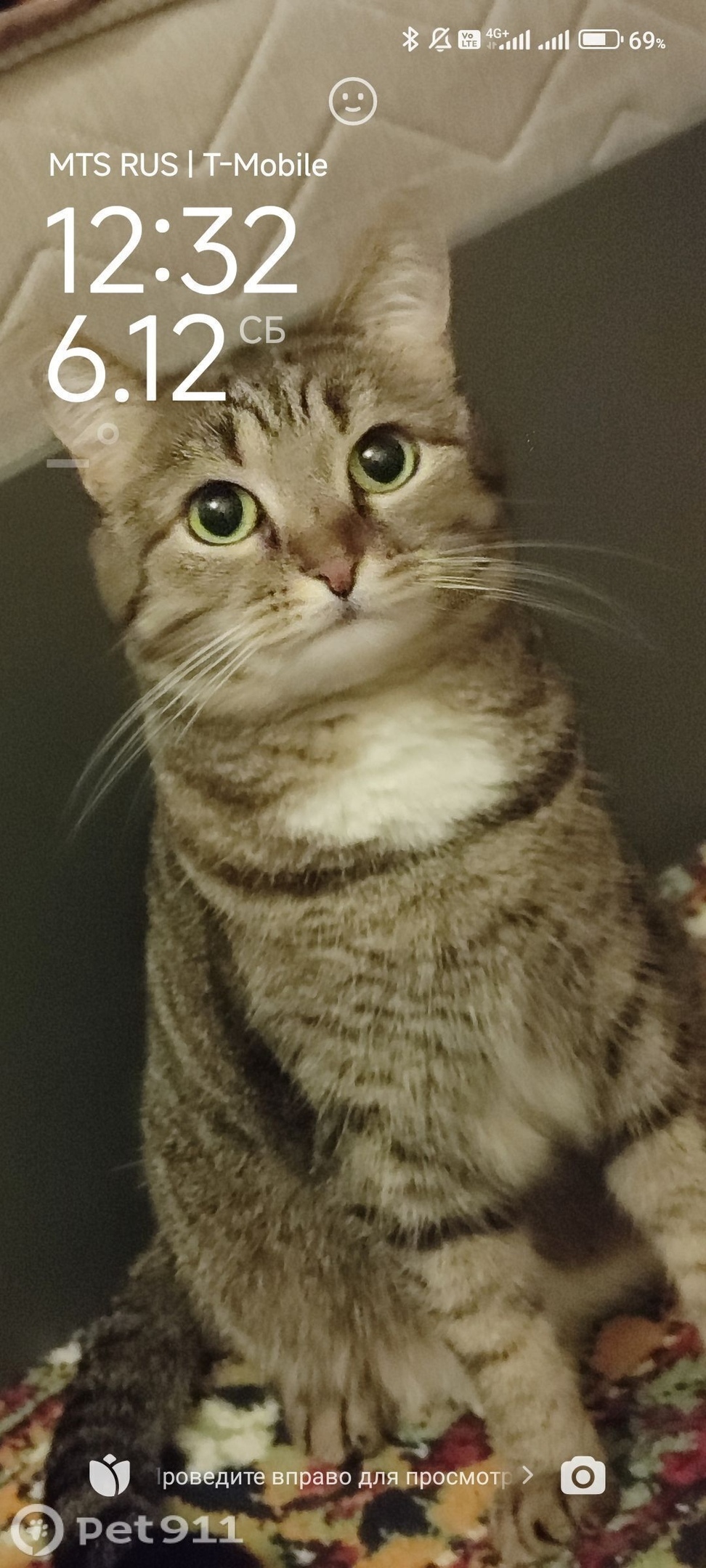 Пропала кошка в Реутове — фото объявления