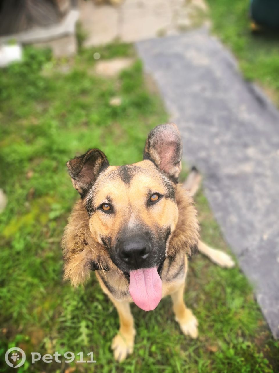 Пропала собака в Реутове — фото объявления