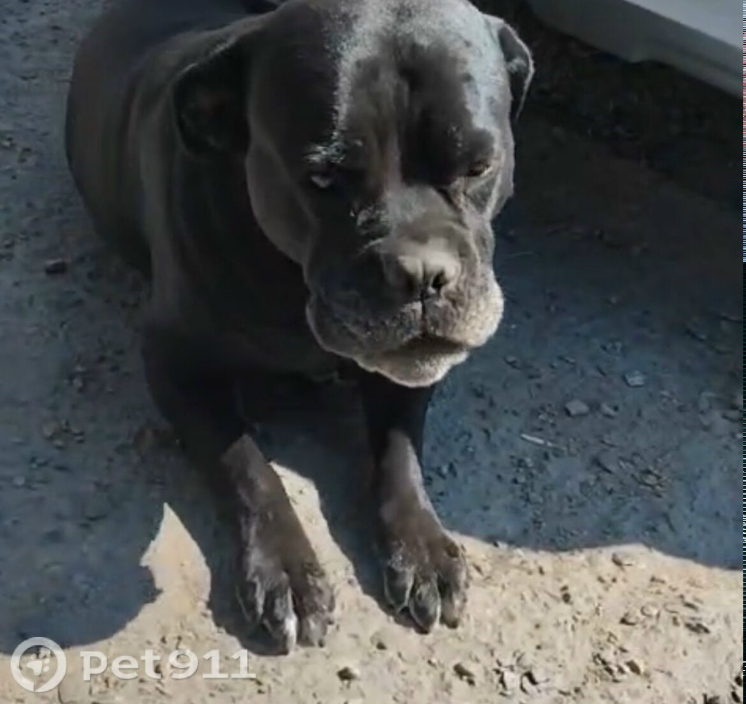 Пропала собака в Реутове — фото объявления