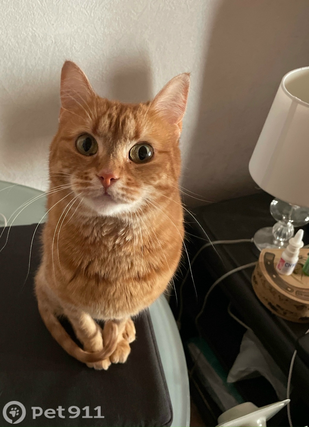 Пропала кошка в Реутове — фото объявления