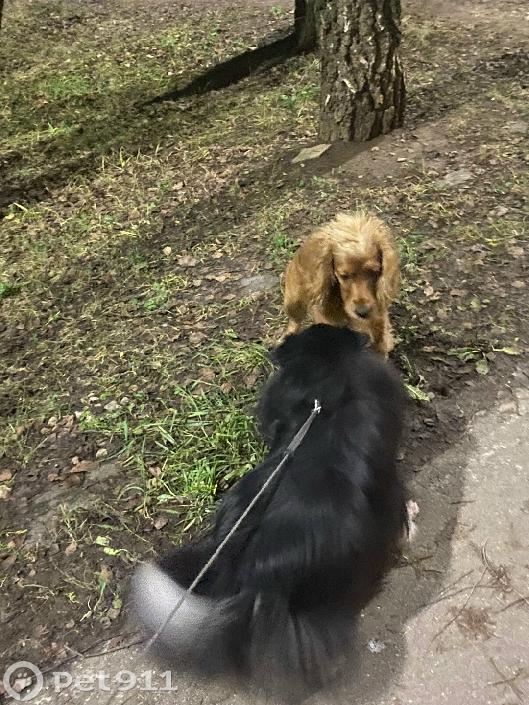 Найдена собака в Реутове — фото объявления