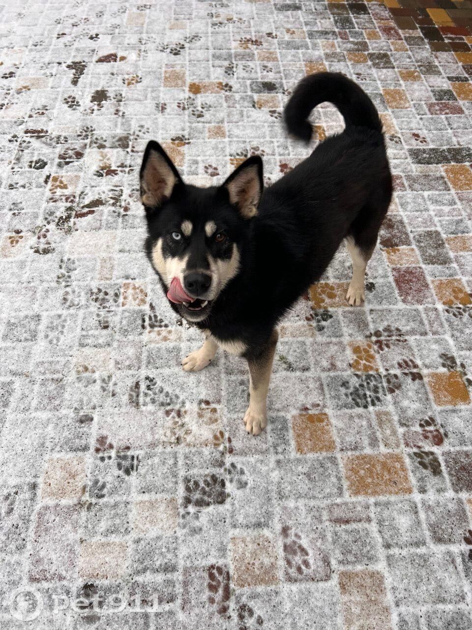 Найдена собака в Реутове — фото объявления