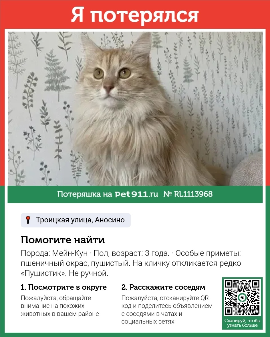 Пропала кошка в Реутове — фото объявления