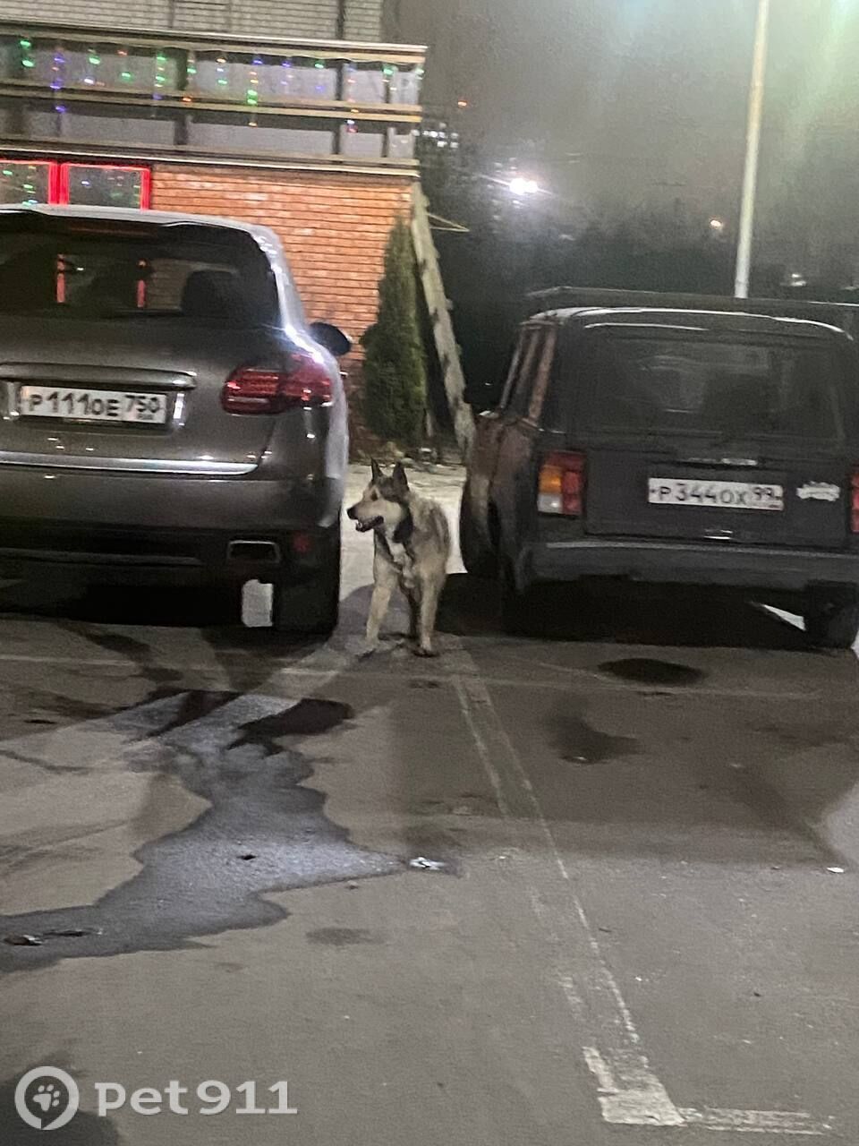 Найдена собака в Реутове — фото объявления