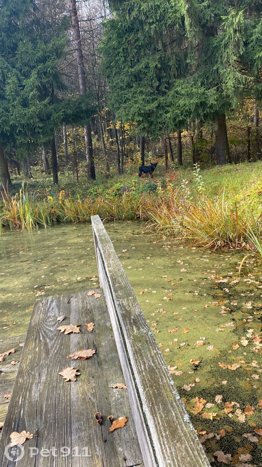 Найдена собака в Реутове — фото объявления