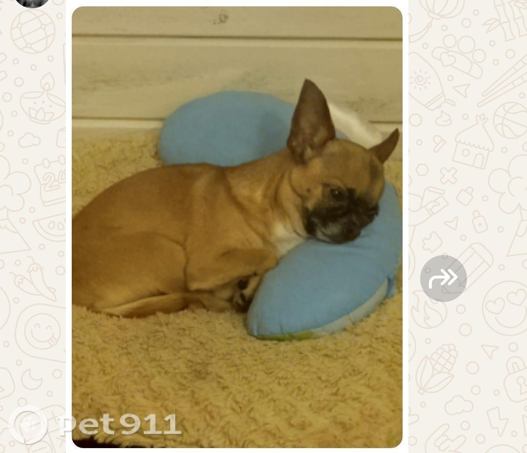 Пропала собака в Реутове — фото объявления