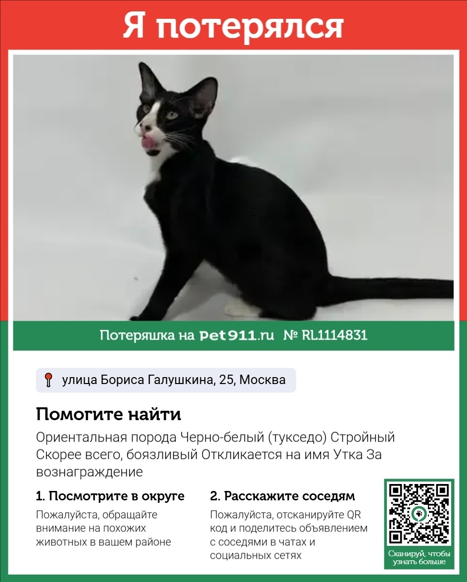 Пропала кошка в Реутове — фото объявления