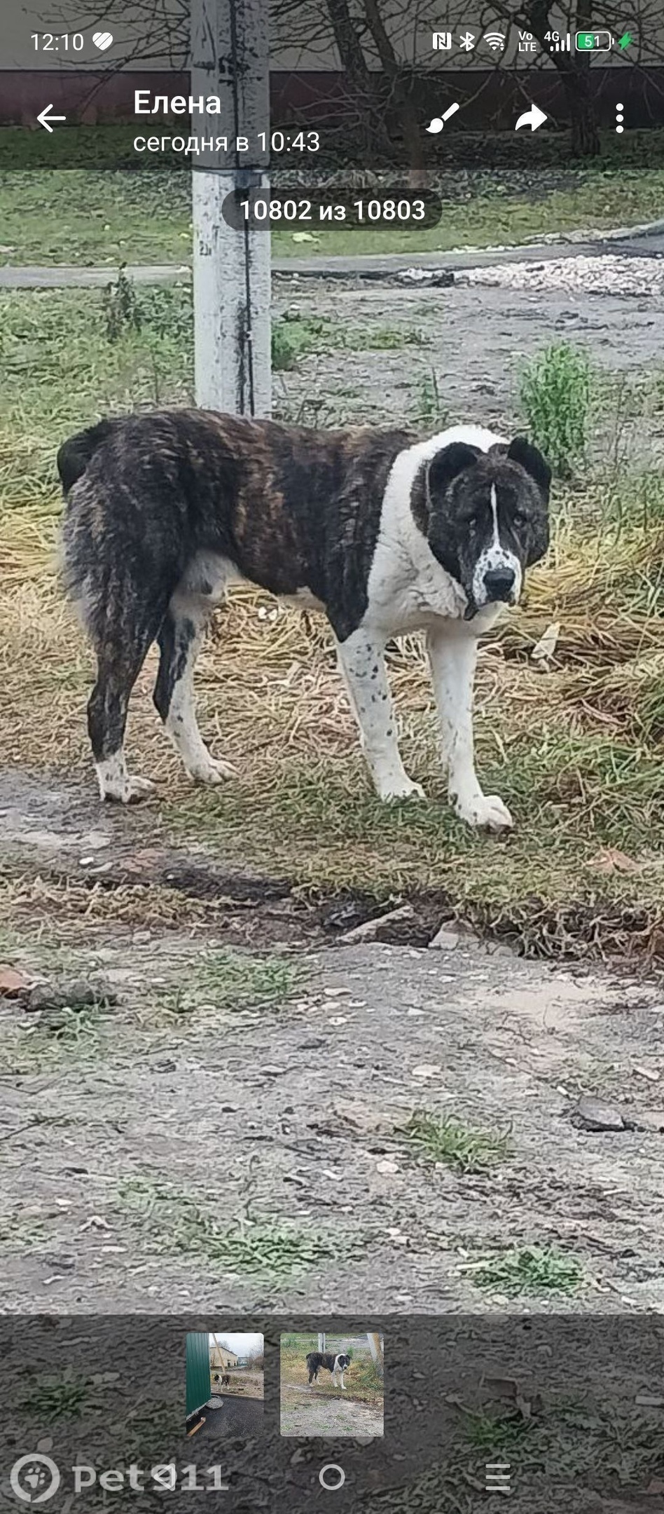 Найдена собака в Реутове — фото объявления