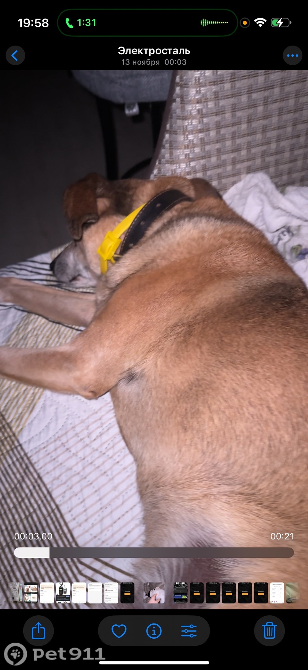 Пропала собака в Реутове — фото объявления