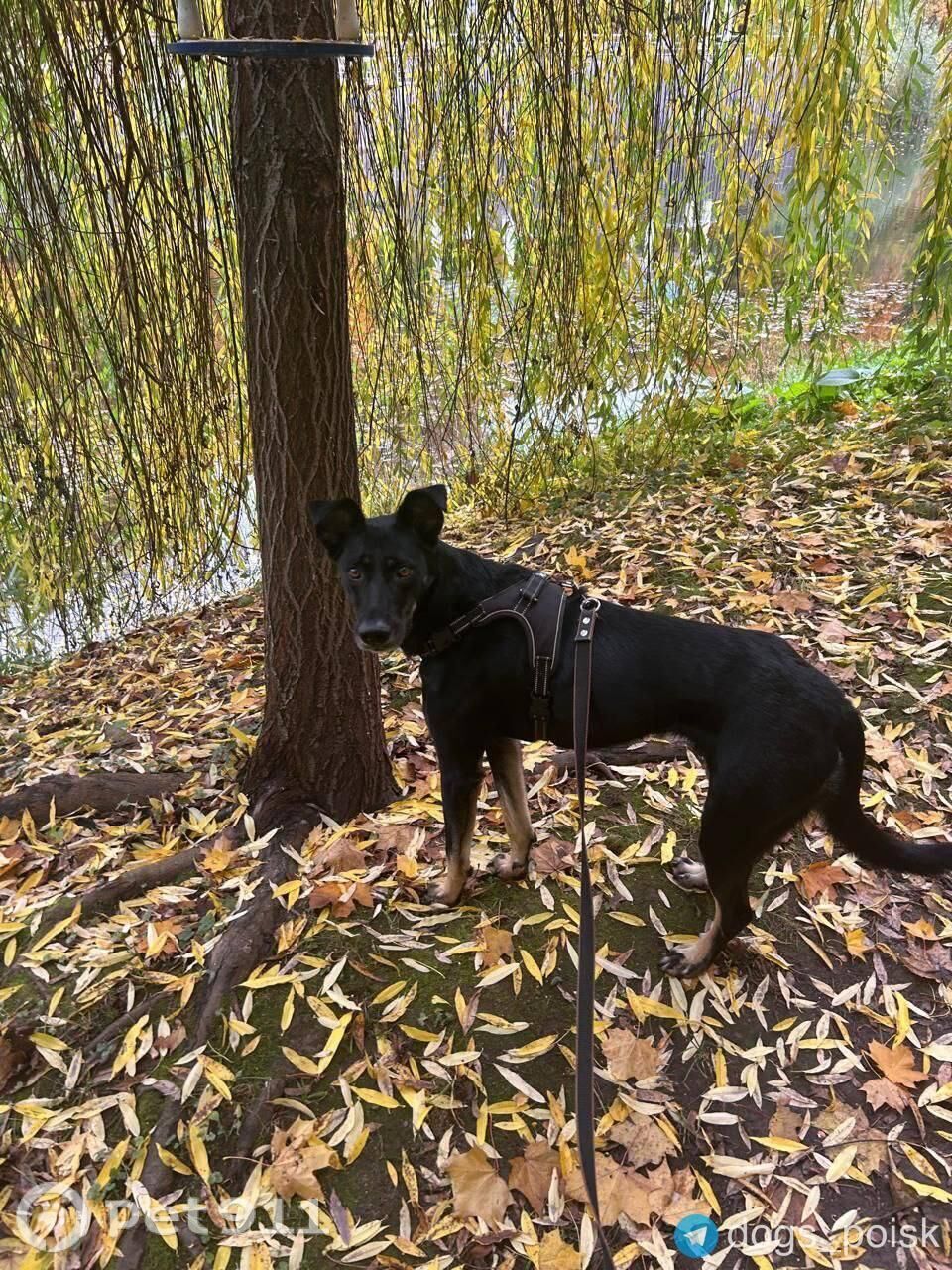 Пропала собака в Реутове — фото объявления