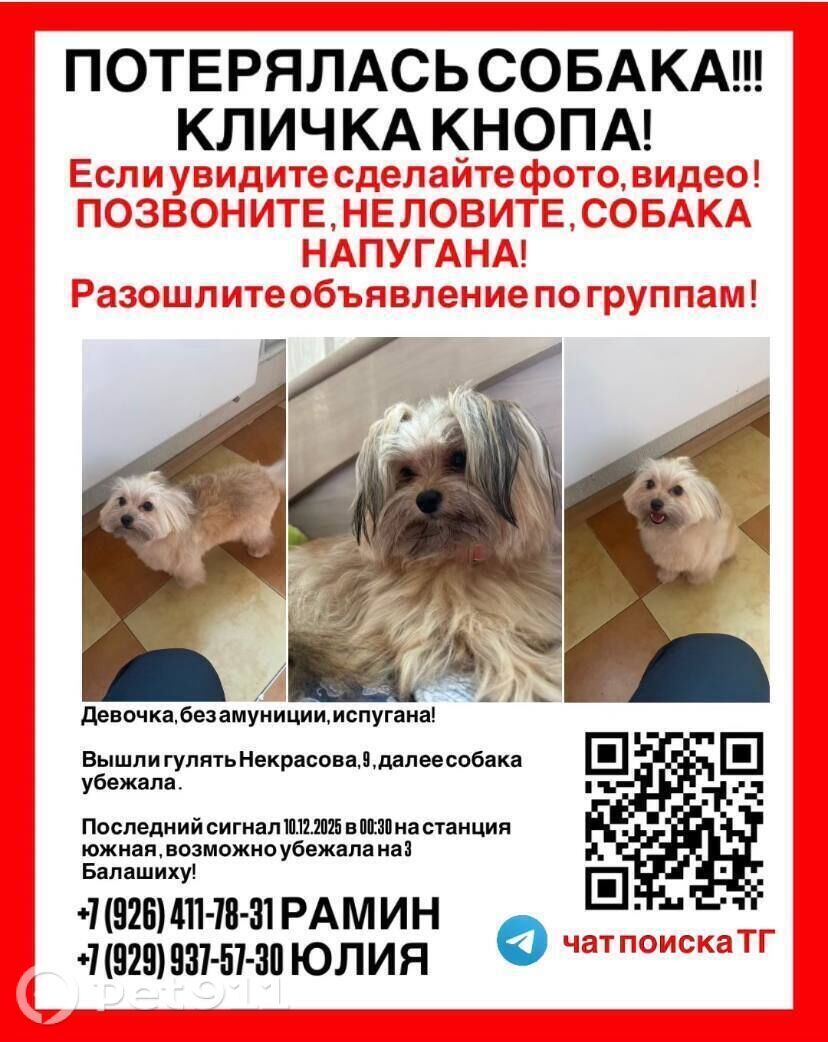 Пропала собака в Реутове — фото объявления