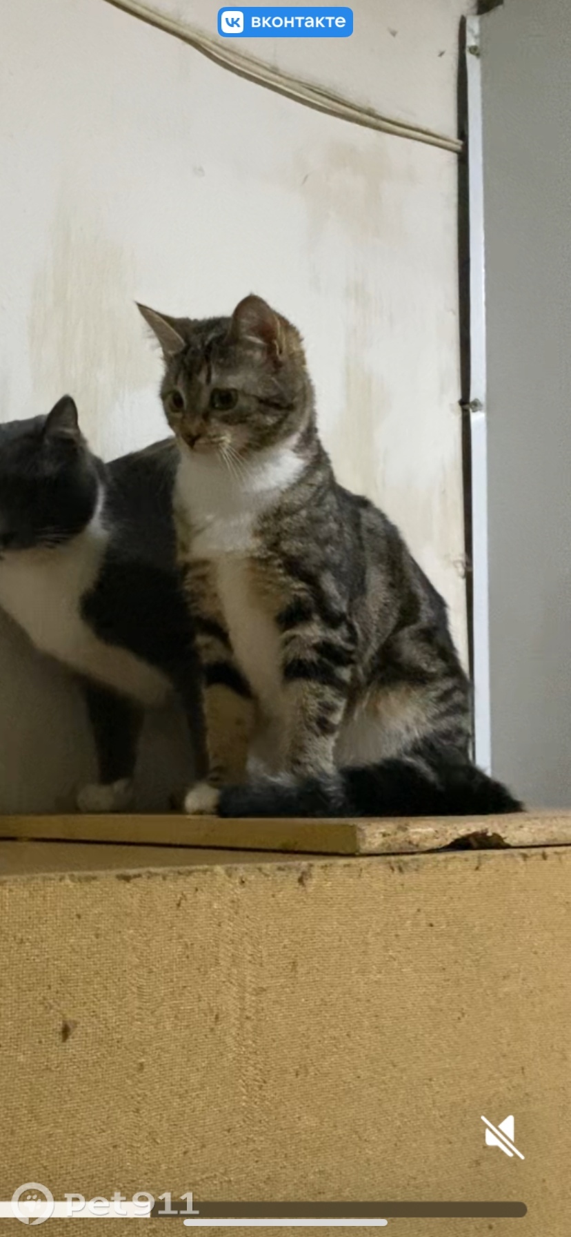 Пропала кошка в Реутове — фото объявления