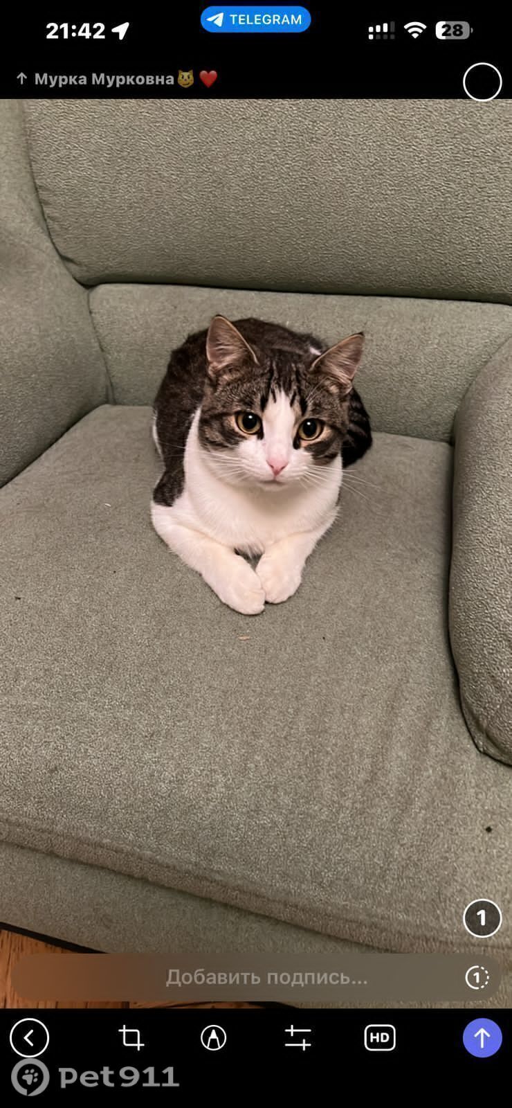 Пропала кошка в Реутове — фото объявления