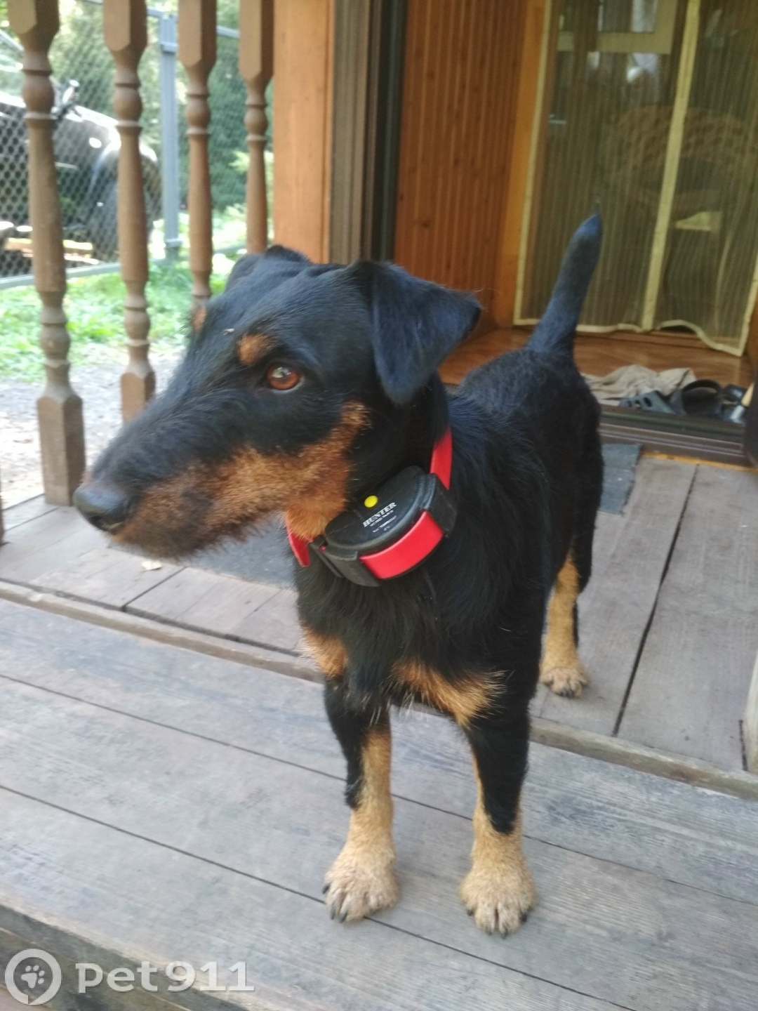 Пропала собака в Реутове — фото объявления