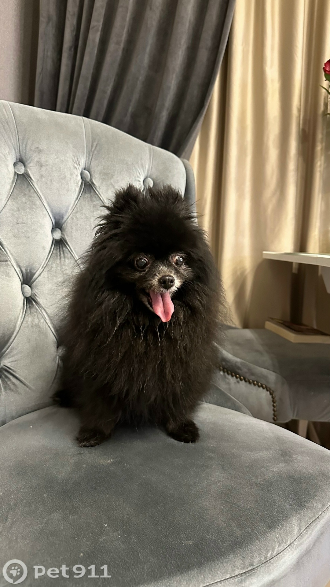 Найдена собака в Реутове — фото объявления