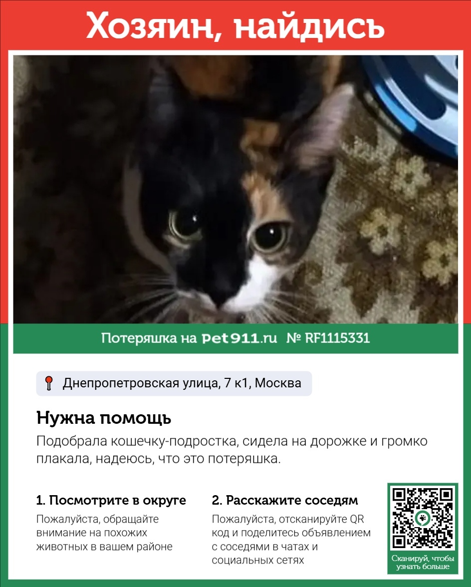 Найдена кошка в Реутове — фото объявления