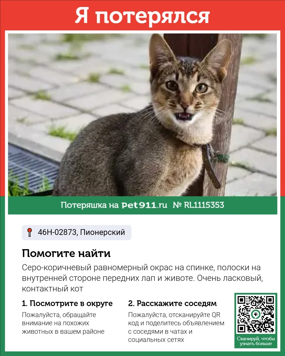 Пропала кошка в Реутове — фото объявления