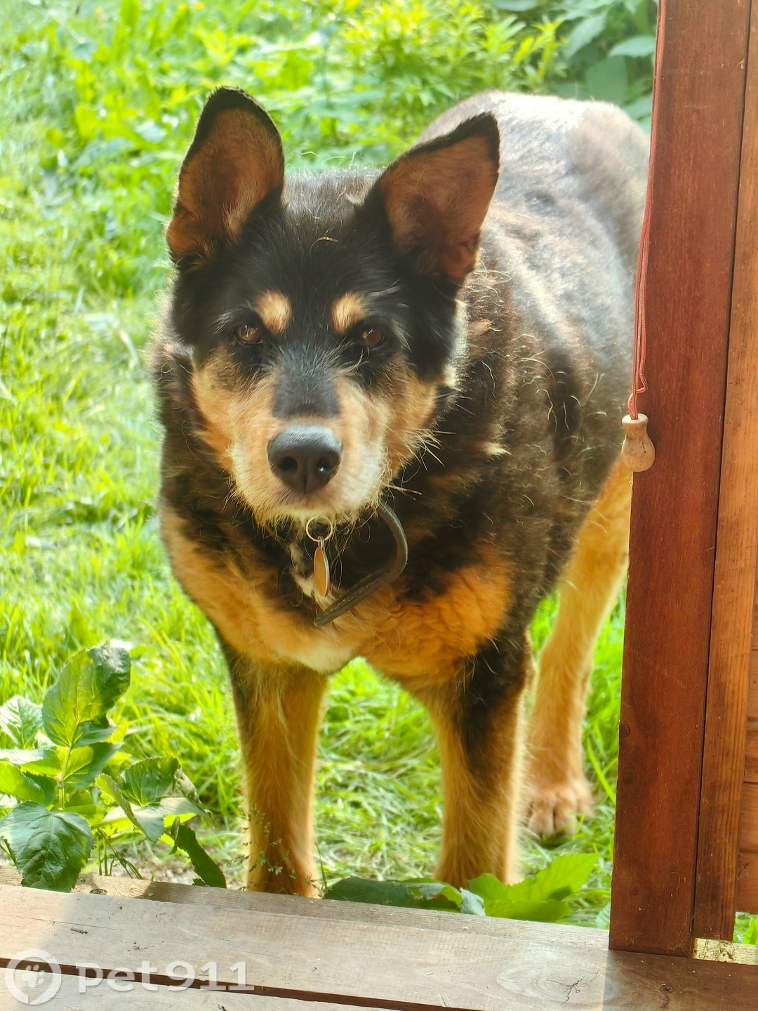 Пропала собака в Реутове — фото объявления