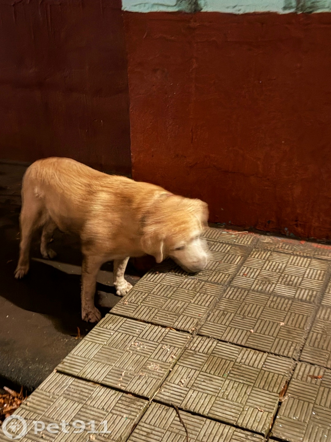 Найдена собака в Реутове — фото объявления