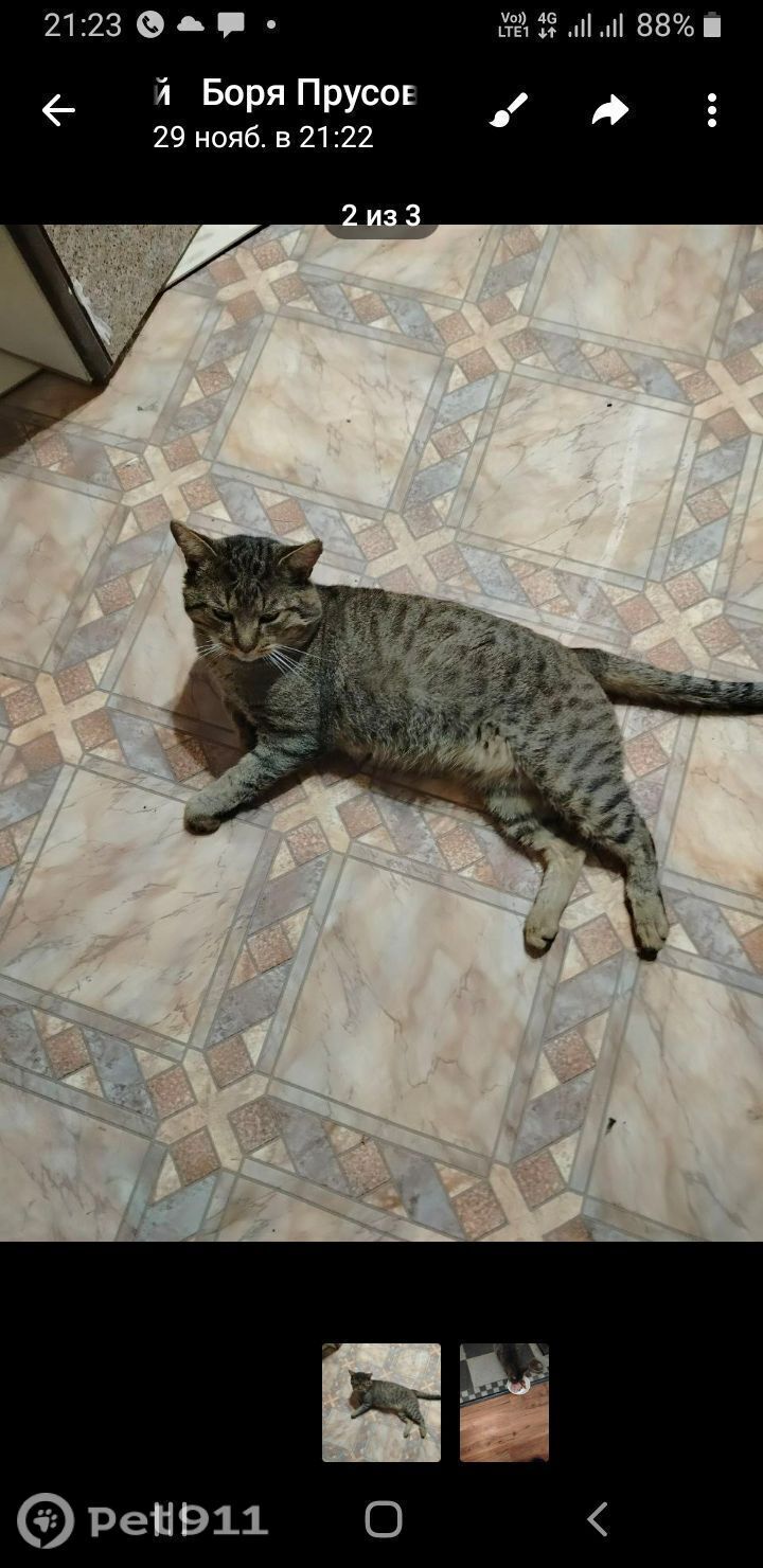 Найдена кошка в Реутове — фото объявления