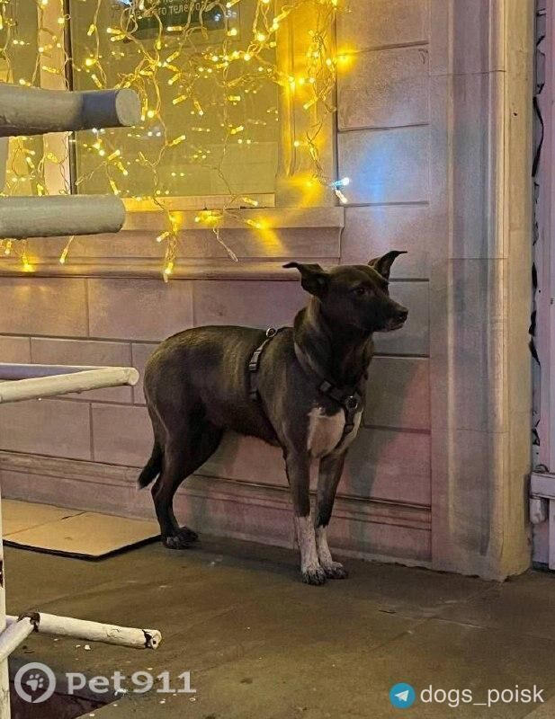 Найдена собака в Реутове — фото объявления