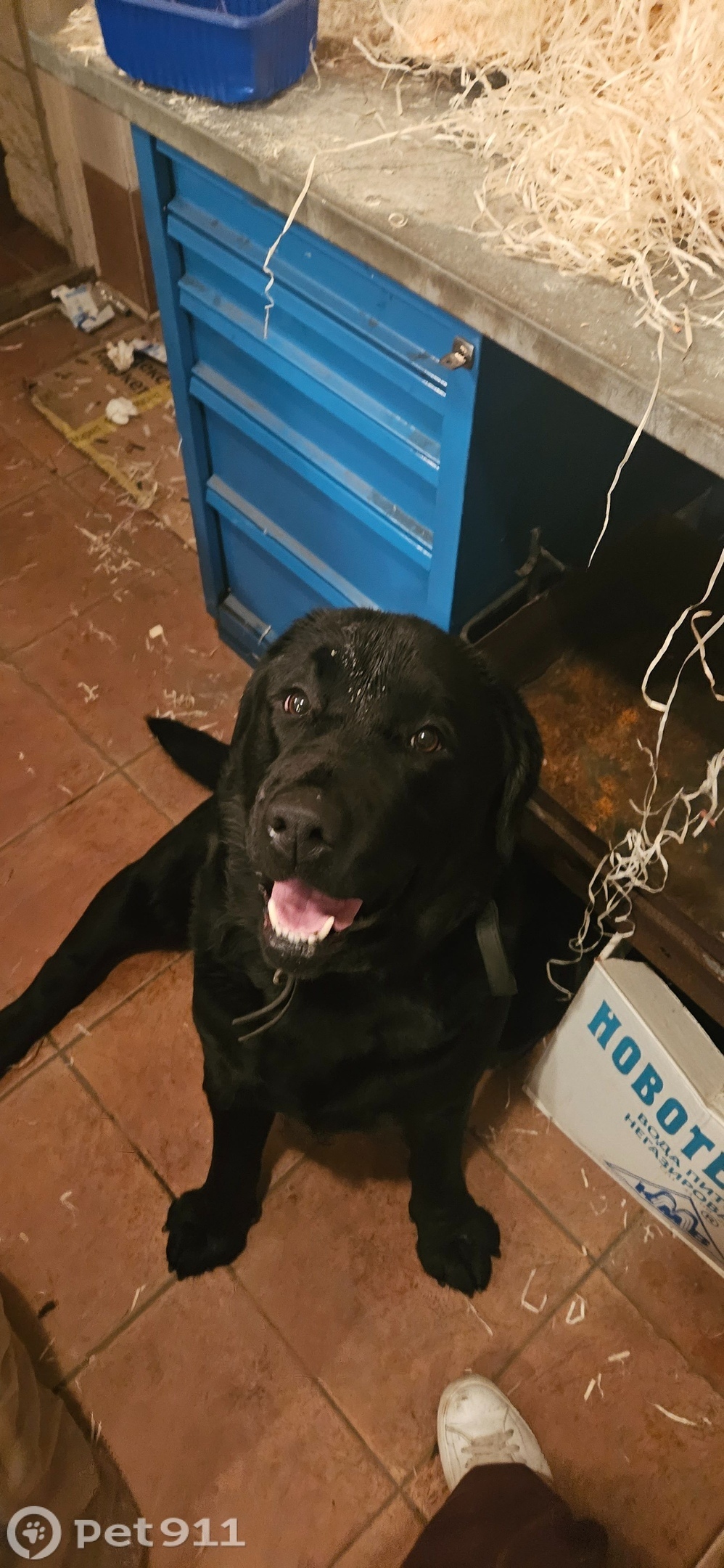 Найдена собака в Реутове — фото объявления