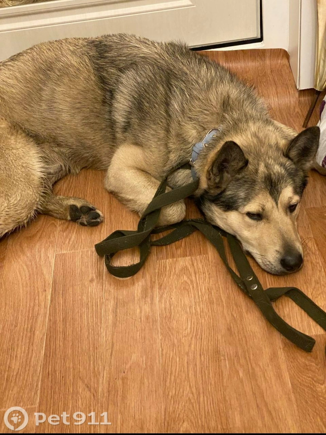 Найдена собака в Реутове — фото объявления