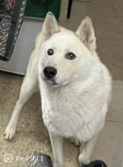 Пропала собака в Реутове — фото объявления