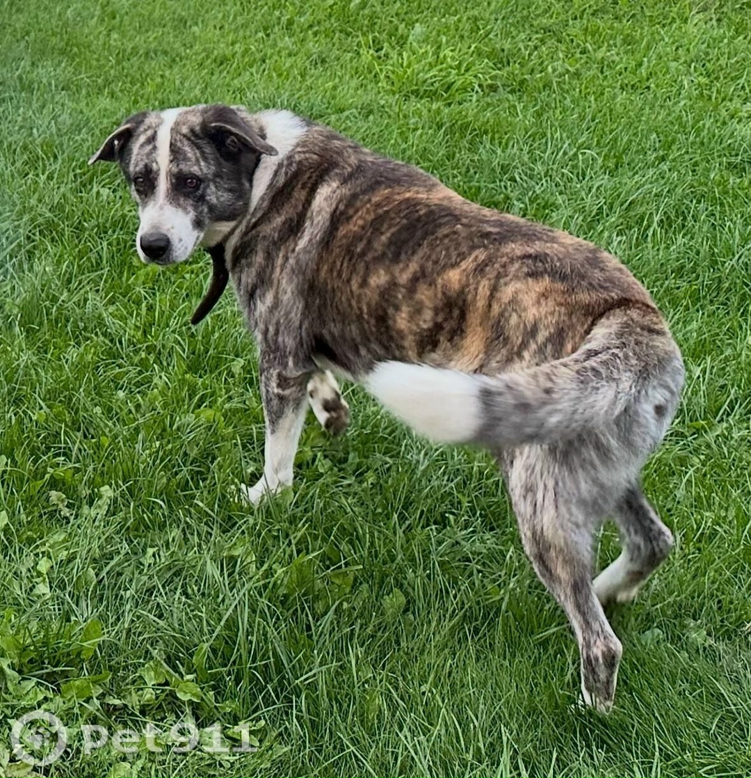 Пропала собака в Реутове — фото объявления