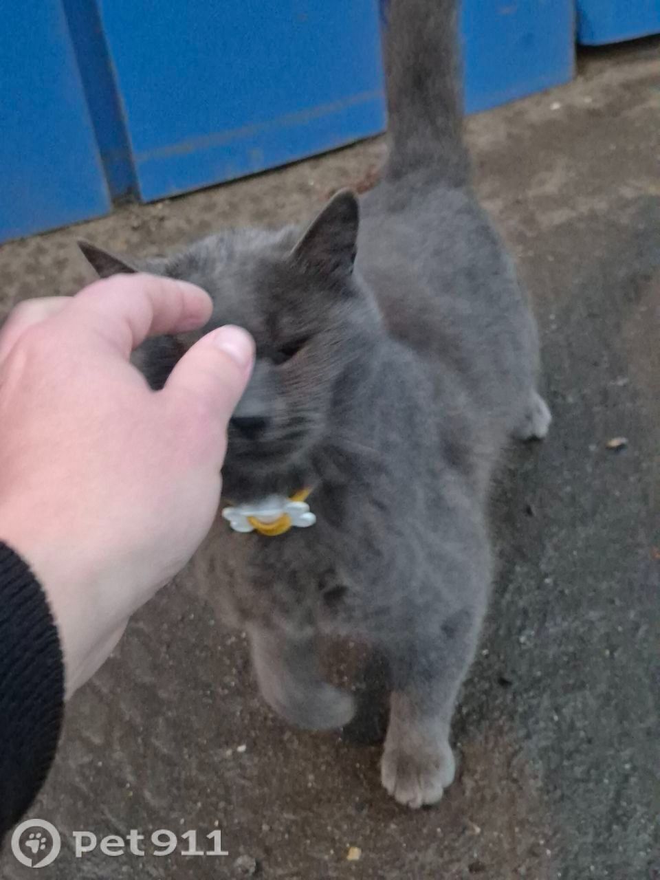 Найдена кошка в Реутове — фото объявления