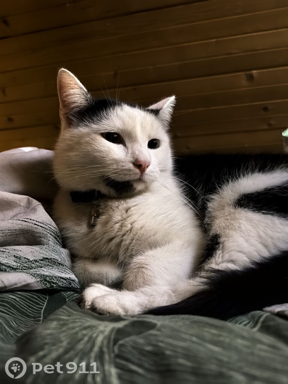 Пропала кошка в Реутове — фото объявления