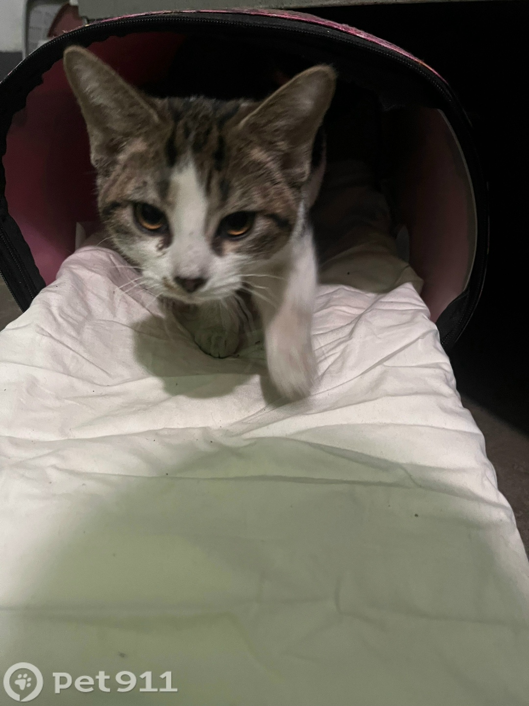 Найдена кошка в Реутове — фото объявления