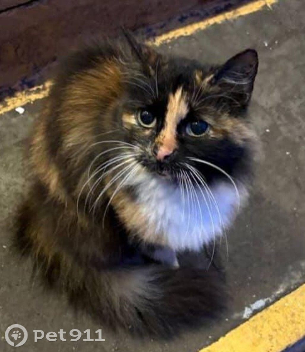 Найдена кошка в Реутове — фото объявления