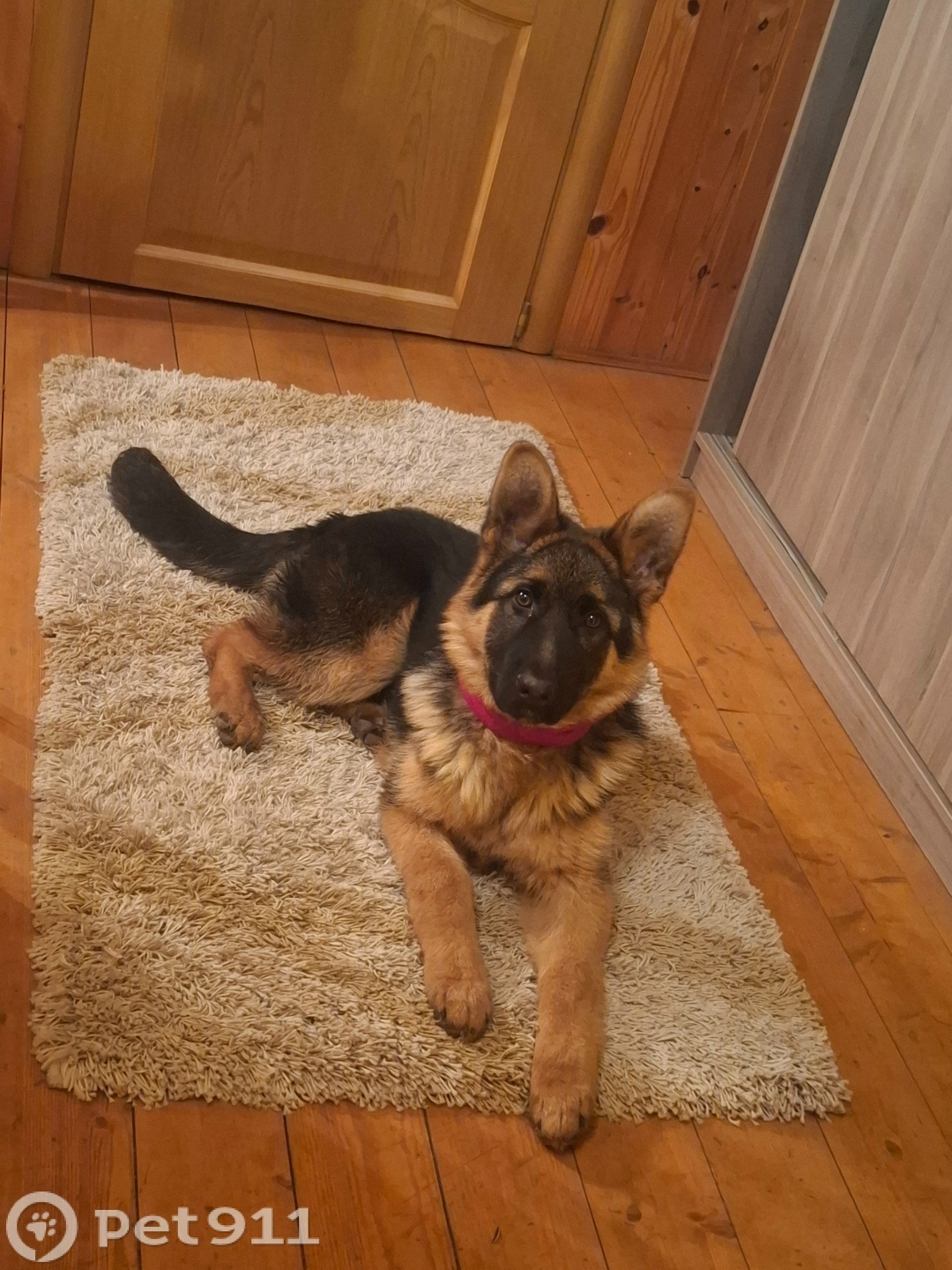 Пропала собака в Реутове — фото объявления