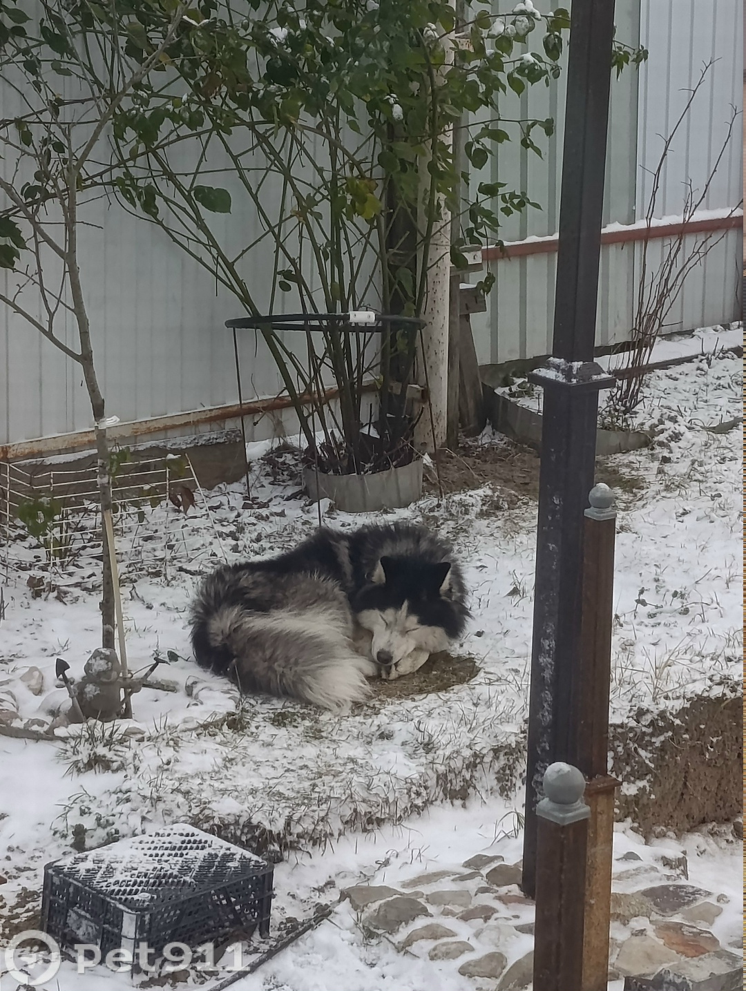 Найдена собака в Реутове — фото объявления