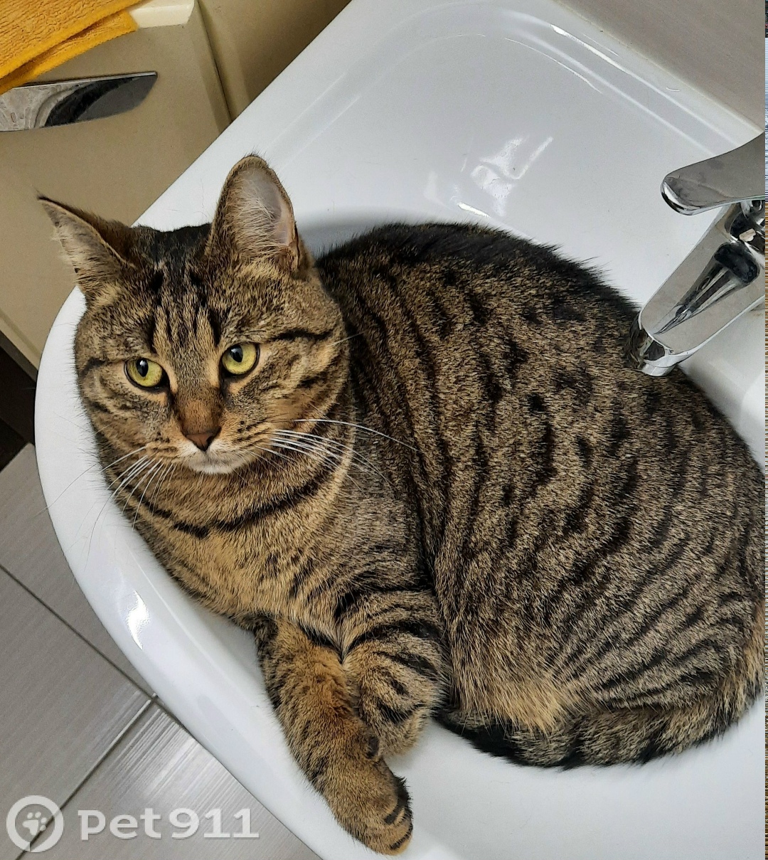 Пропала собака в Реутове — фото объявления