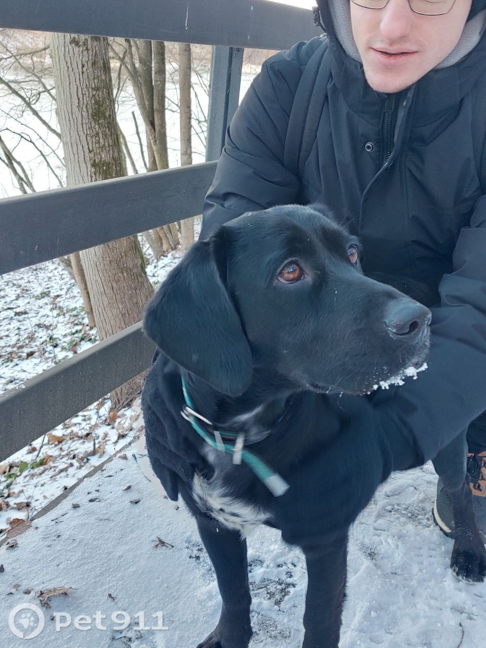 Найдена собака в Реутове — фото объявления