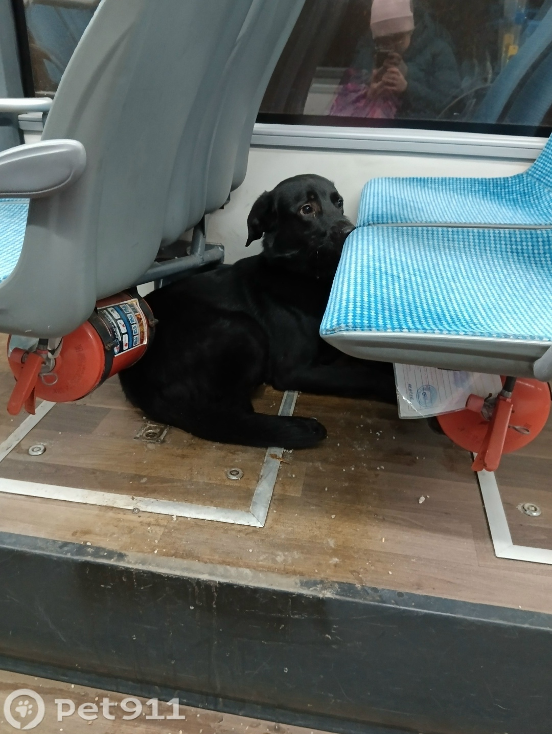 Найдена собака в Реутове — фото объявления