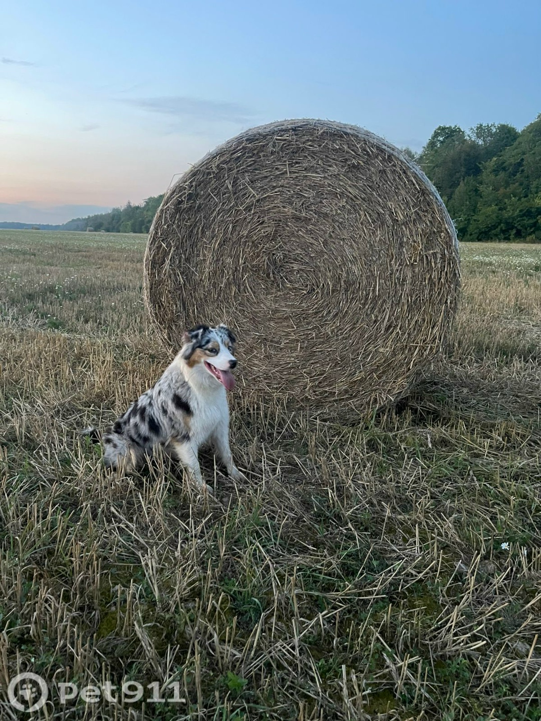 Пропала собака в Реутове — фото объявления